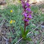 Orchis spitzelii Flower