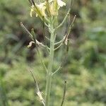 Coincya richeri 花