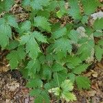 Actaea spicata Levél