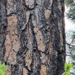 Pinus ponderosaBark