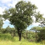 Diospyros kirkii Vivejo