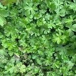 Geranium aculeolatum Leaf