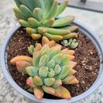 Sedum pachyphyllum List