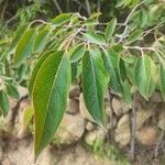 Diospyros virginiana Hoja