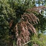 Phragmites australisBlomst