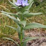 Glandora gastonii Habit