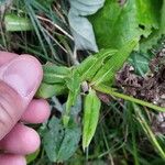 Knautia longifolia Blad