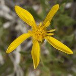 Stenotus armerioides Flower