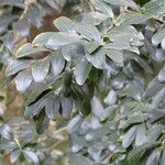 Dovyalis caffra Habitus