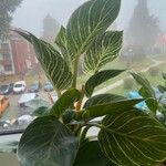 Calathea sanderiana Hoja
