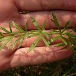 Dichoropetalum carvifolia Blatt