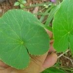 Centella asiatica पत्ता