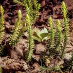 Lycopodium annotinum Yaprak