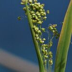 Briza minor Fruit