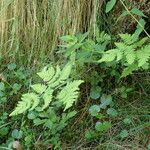 Gymnocarpium dryopteris Habit