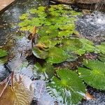 Nymphaea lotus Blatt