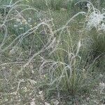 Stipa eriocaulis Žiedas