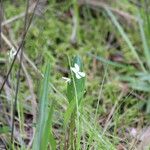 Viola lanceolata عادت داشتن