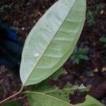 Eugenia coffeifolia Leaf