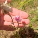 Centaurea cyanusᱵᱟᱦᱟ