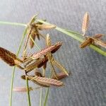 Cyperus unioloides Blomma