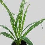 Aspidistra lurida List