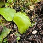 Dionaea muscipula পাতা