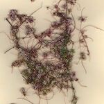 Cuscuta epithymum Diğer