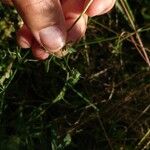 Medicago truncatula Frucht