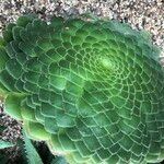 Aeonium tabulaeforme Хабит