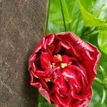 Leonurus quinquelobatus Flor