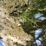 Melaleuca alternifolia Çiçek