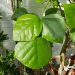 Erythrina velutina Leaf