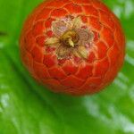 Oncocalamus mannii Fruit