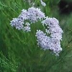 Limonium caesium Flor