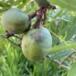 Juglans californica Frukt