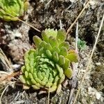 Sempervivum montanum Folio