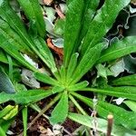 Echium italicum Frunză