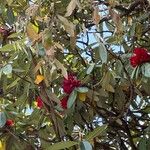 Rhododendron arboreumЦветок