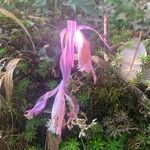 Pleione praecox Blomma