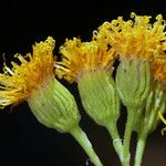 Pericome caudata Flower