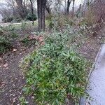 Berberis julianae Habit