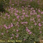 Erodium glaucophyllum ᱛᱟᱦᱮᱸ