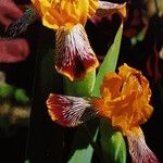 Iris variegata Flower