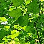 Tilia × europaeaᱥᱟᱠᱟᱢ