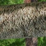 Moringa oleifera 树皮