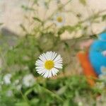 Bellis perennisÕis