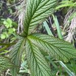 Rodgersia aesculifolia Hoja