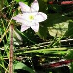 Lysimachia europaea Кветка