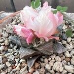 Ariocarpus retusus Yaprak